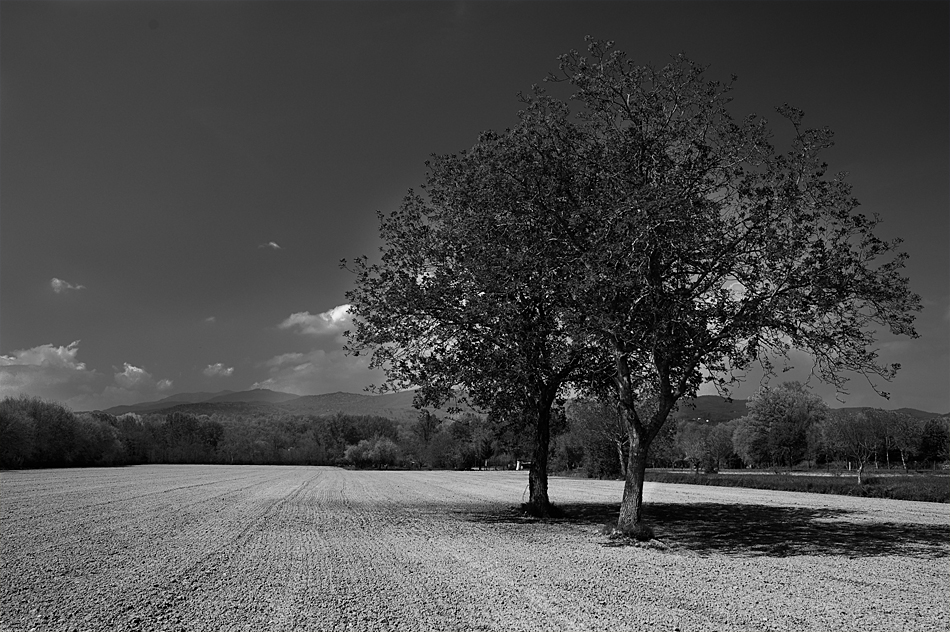 I guardiani del campo