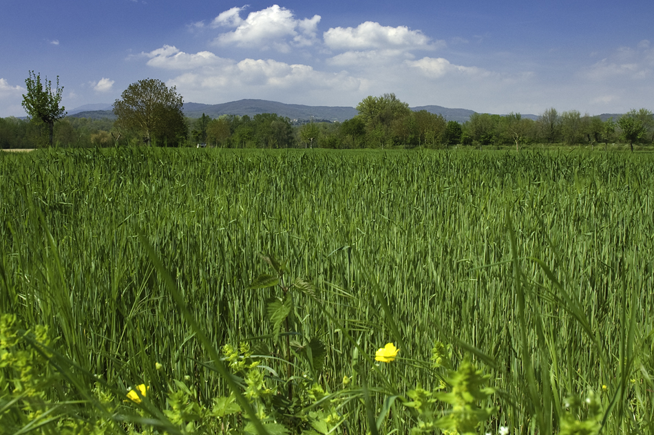 Mare Verde