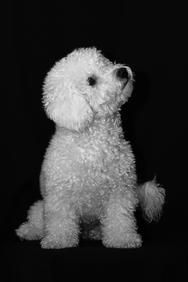 My Bichon Tommy